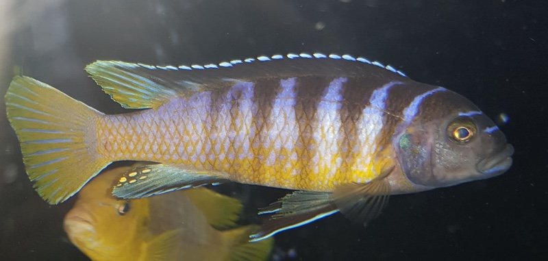 Cynotilapia sp. 'elongatus mbenji blue' Mbenji Island